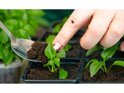 Top 5 mistakes when growing vegetables from seeds and how to avoid them