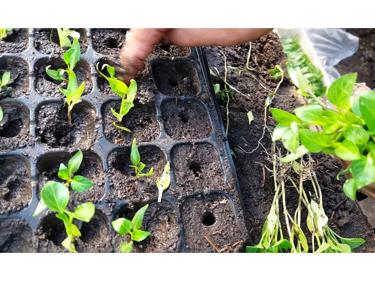 How to properly prepare and grow seedlings from seeds