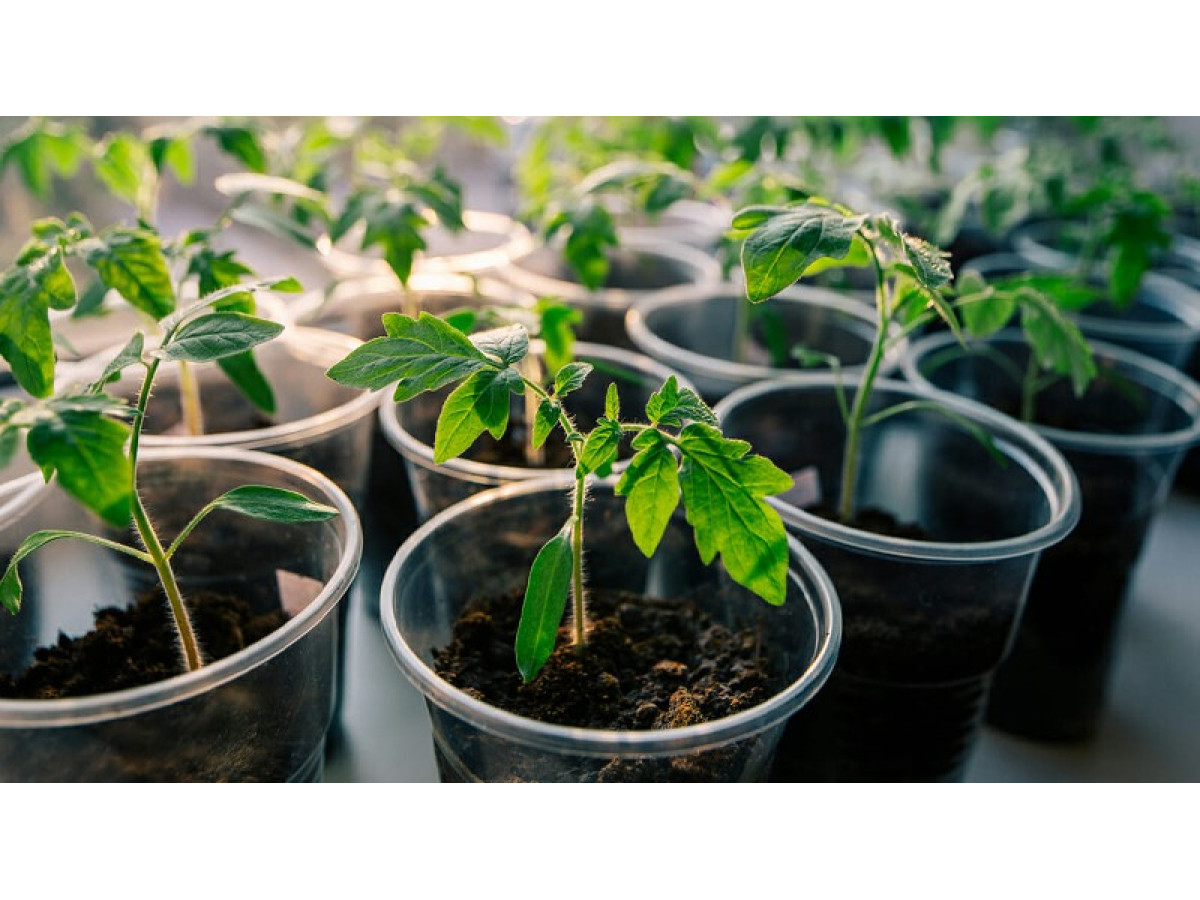 Organic fertilizers: How to increase yields without chemicals
