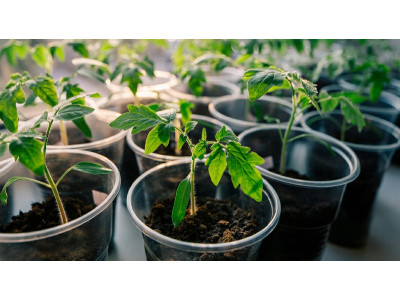 Organic fertilizers: How to increase yields without chemicals