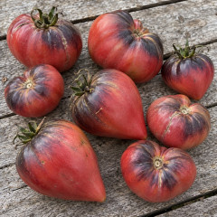 Sgt. Pepper's Blue Hills Tomato Seeds 15 Seeds