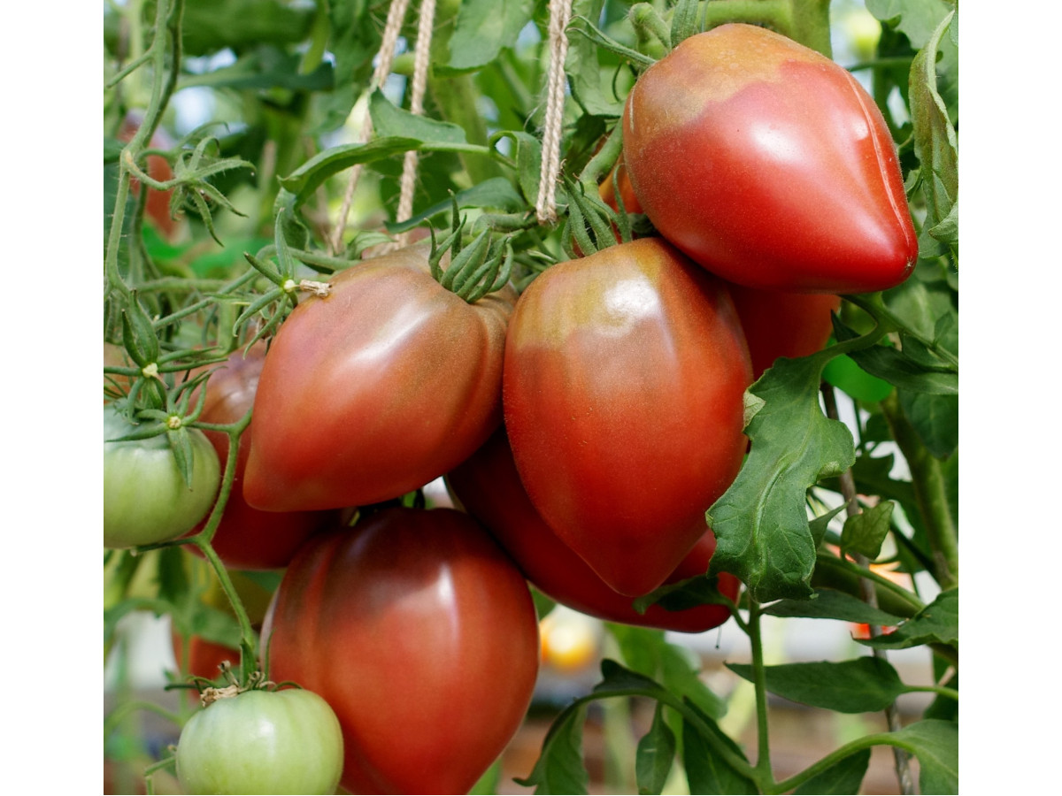 Dwarfs among tomatoes: history, advantages and favorite varieties