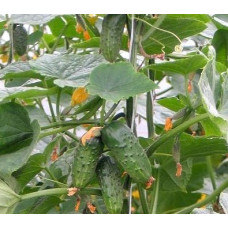Cucumber seeds Fidel F1 10 pcs