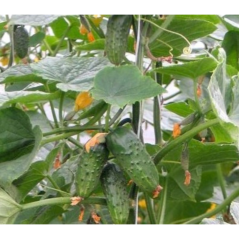 Cucumber seeds Fidel F1 10 pcs