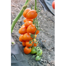 Tomato seeds Estrada F1 10 pcs