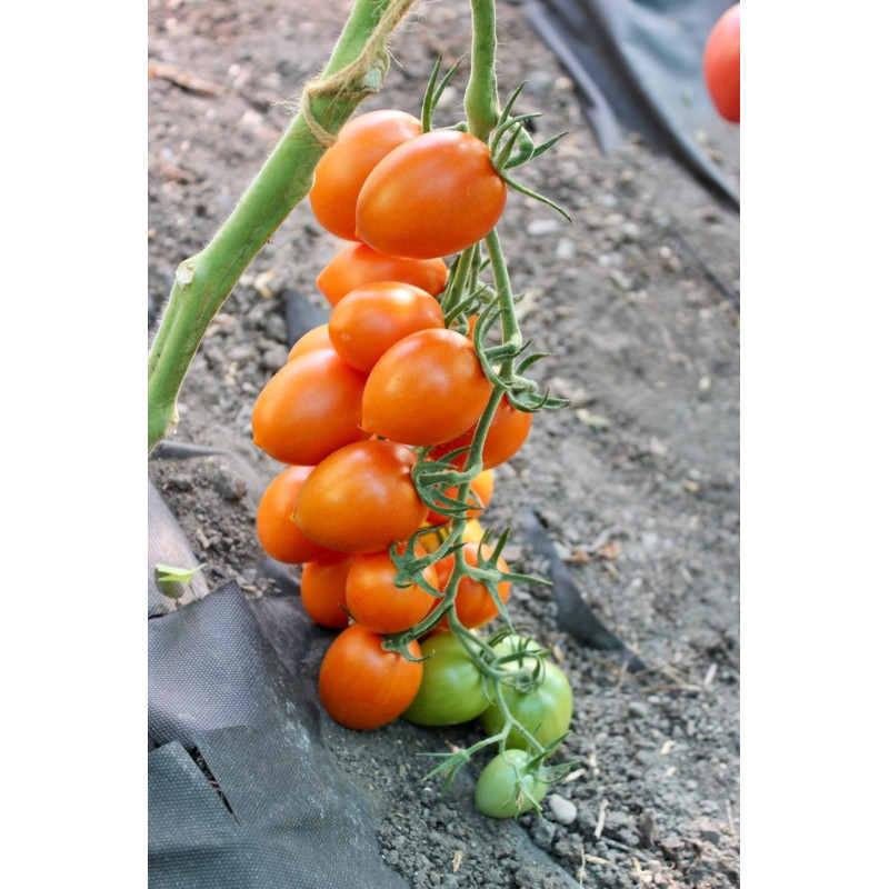 Tomato seeds Estrada F1 10 pcs