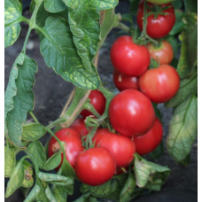 Tomato seeds Egoist F1 10 pcs