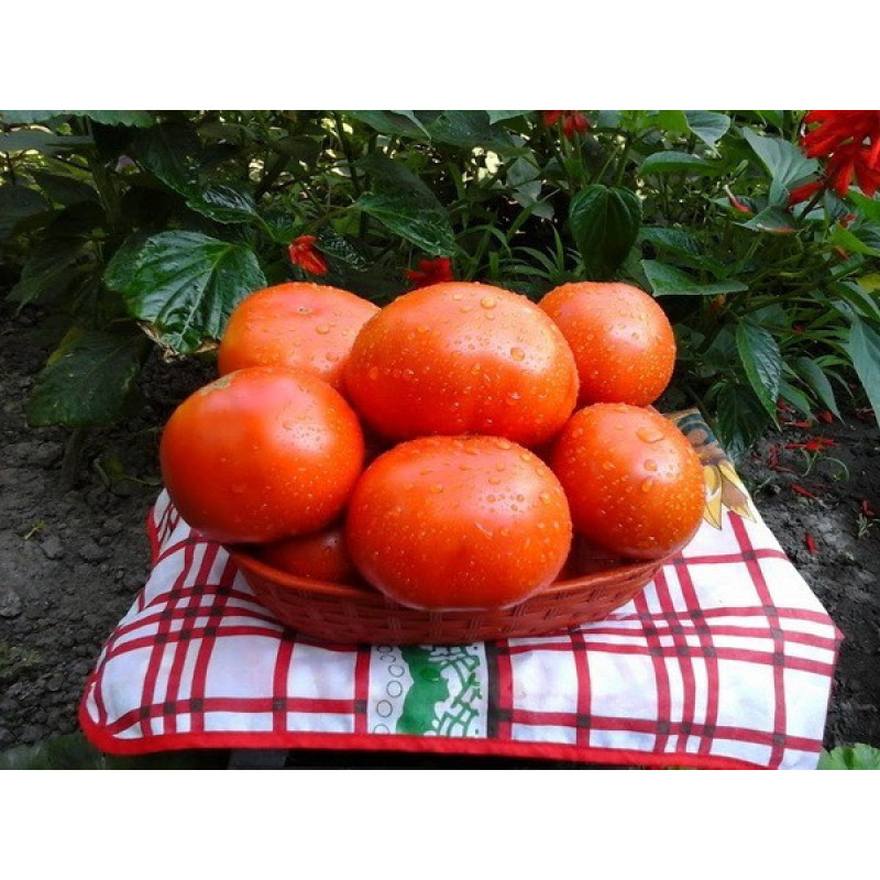 Tomato seeds Furor F1 10 seeds