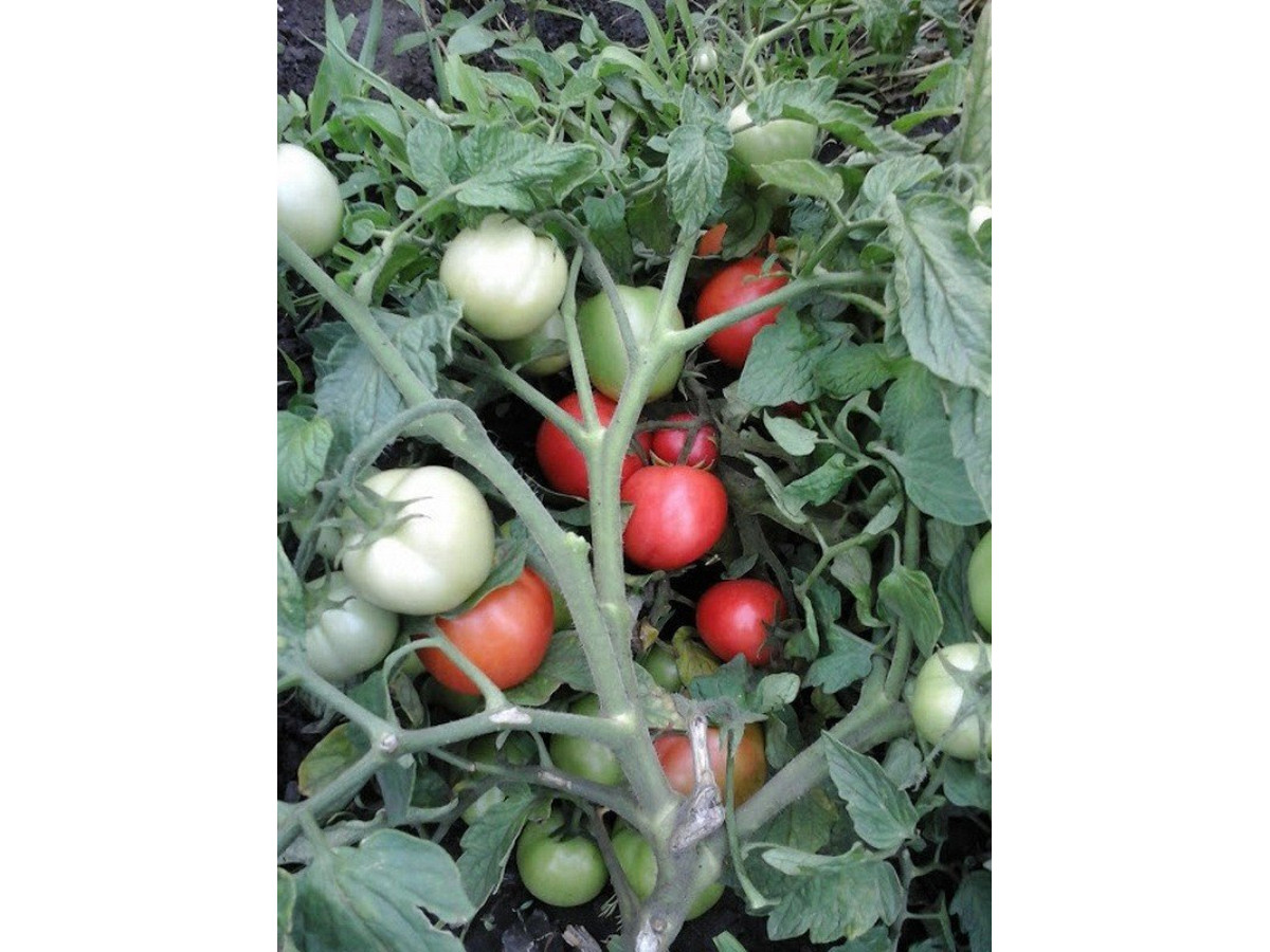 Heat-Tolerant Tomato Hybrids for a Blazing Summer