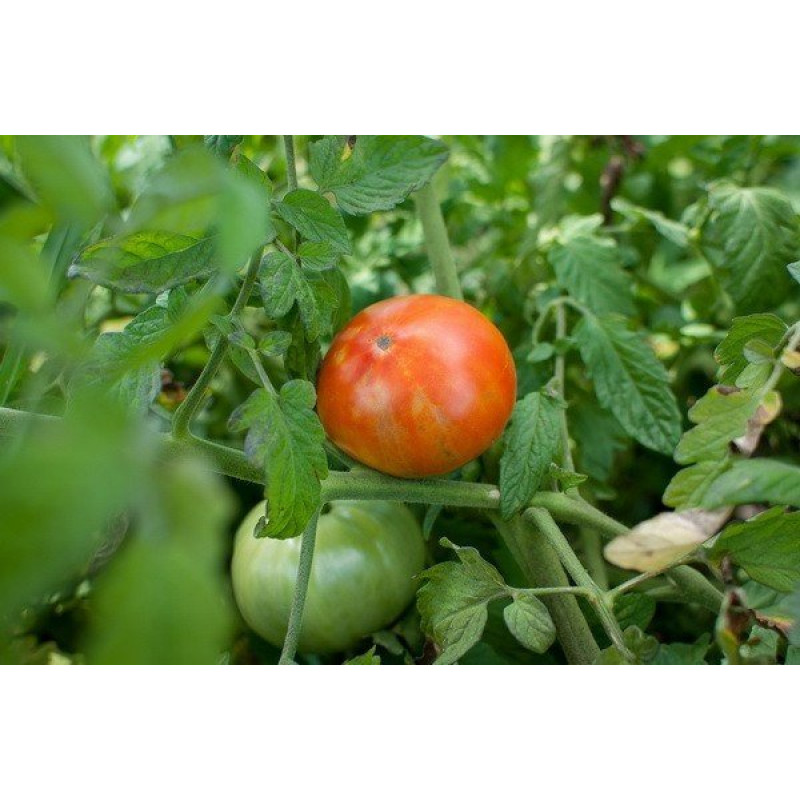 Tomato seeds Red Chief 30 us
