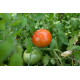 Tomato seeds Red Chief 30 us