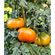 Dwarf Maralinga (Dwarf Maralinga) 10 seeds