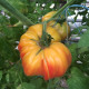 Tomato seeds Seeds from the Lazarevs Grandma Vinay 0.1 g (15-30 seeds)