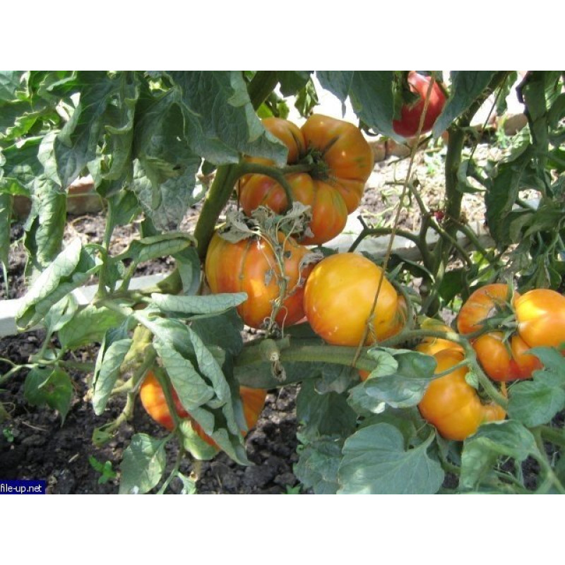 Tomato seeds Seeds from the Lazarevs Grandma Vinay 0.1 g (15-30 seeds)
