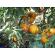 Tomato seeds Seeds from the Lazarevs Grandma Vinay 0.1 g (15-30 seeds)