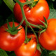 Tomato seeds Jana 30 seeds
