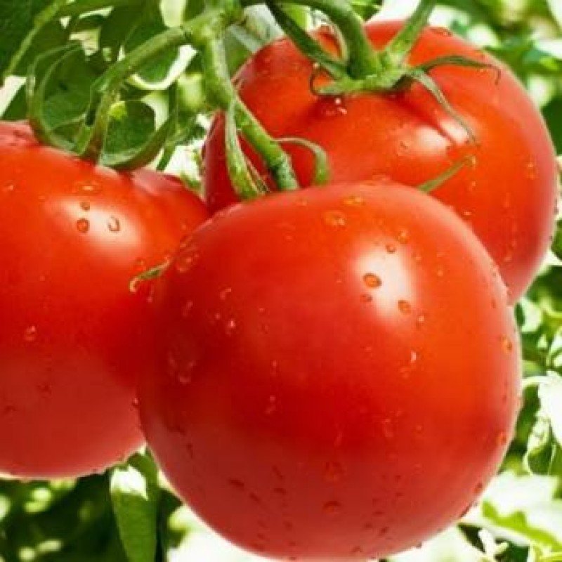 Tomato seeds Jana 30 seeds