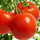 Tomato seeds Jana 30 seeds