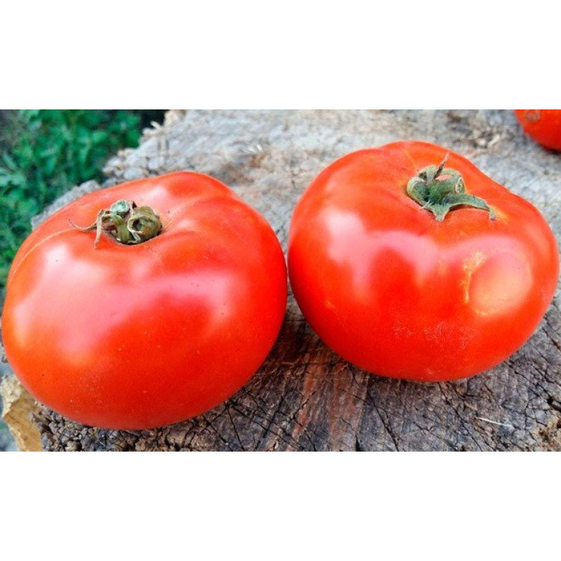 Tomato seeds Seeds from Lazarev Agronaut 0.1 g (15-30 seeds)
