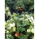 Tomato seeds Liga F1 10 seeds