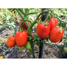 Tomato seeds Barkas F1 10 pcs