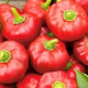 Pepper seeds "from Lazarev" Alexander (20-50) seeds