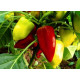 Pepper seeds "from Lazarev" Ami (Czech Republic) 20-50 seeds