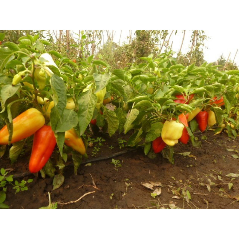 Pepper seeds "from Lazarev" Ami (Czech Republic) 20-50 seeds