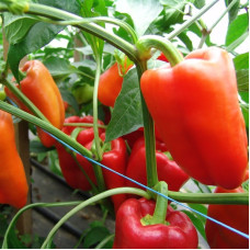 Pepper seeds "from Lazarev" Andrea 20-50 seeds