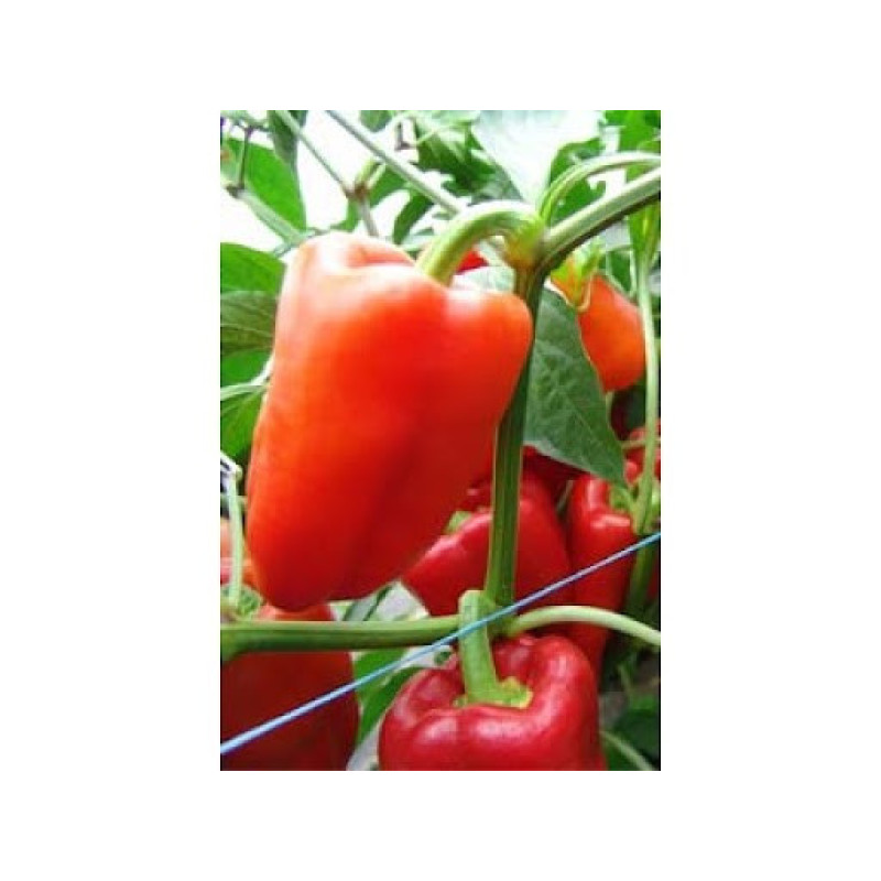 Pepper seeds "from Lazarev" Andrea 20-50 seeds