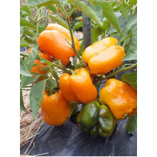 Pepper seeds "from Lazarev" Big Mama 20-50 seeds