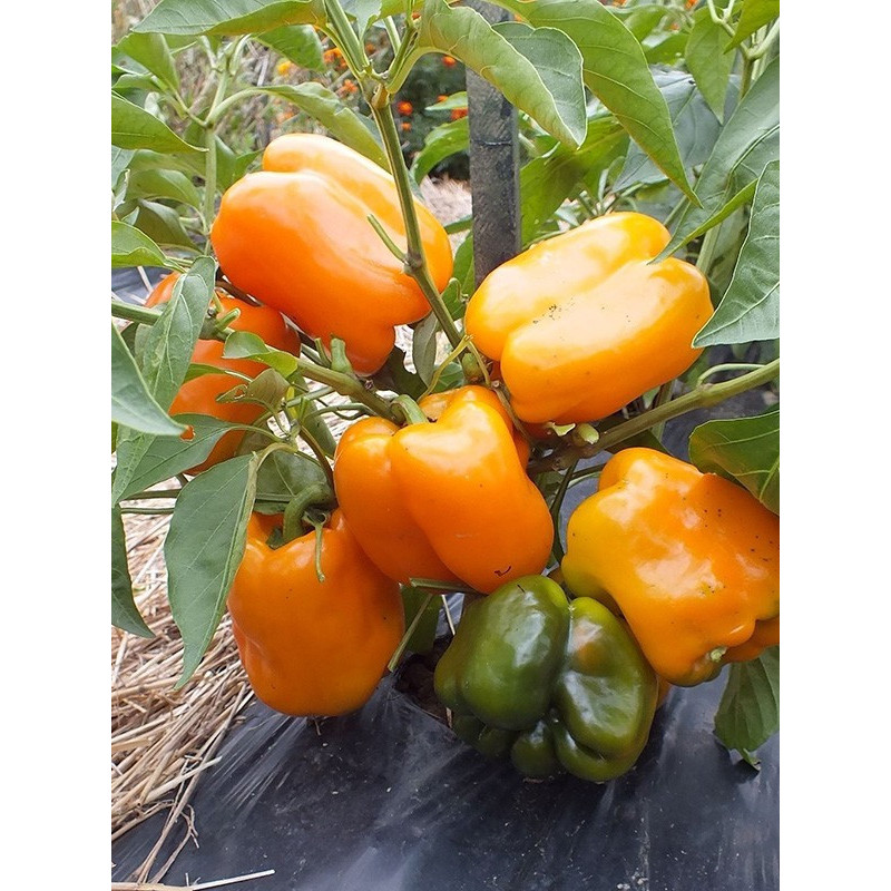 Pepper seeds "from Lazarev" Big Mama 20-50 seeds