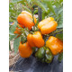 Pepper seeds "from Lazarev" Big Mama 20-50 seeds