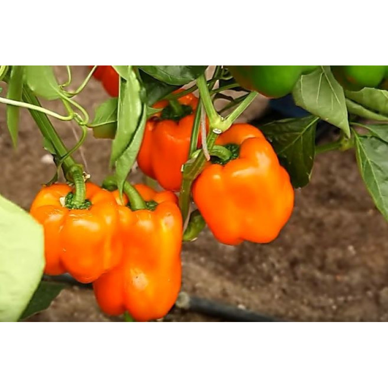 Pepper seeds "from Lazarev" Big Mama 20-50 seeds