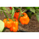 Pepper seeds "from Lazarev" Big Mama 20-50 seeds