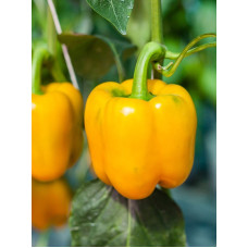 Pepper seeds "from Lazarev" Californian miracle golden 20-50 seeds