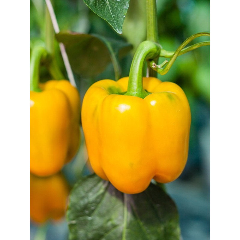 Pepper seeds "from Lazarev" Californian miracle golden 20-50 seeds