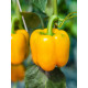 Pepper seeds "from Lazarev" Californian miracle golden 20-50 seeds