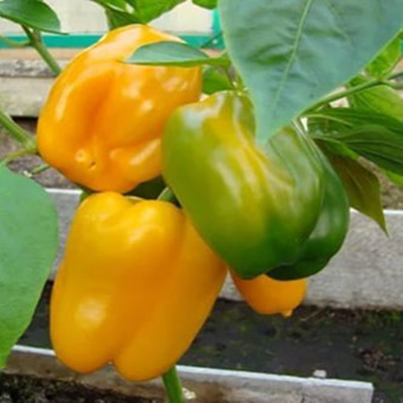 Pepper seeds "from Lazarev" Californian miracle golden 20-50 seeds