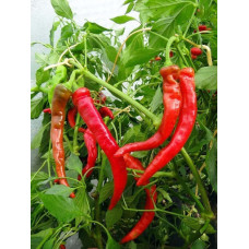 Pepper seeds "from Lazarev" Goat's horn (paprika) 20-50 seeds