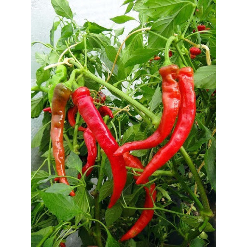 Pepper seeds "from Lazarev" Goat's horn (paprika) 20-50 seeds
