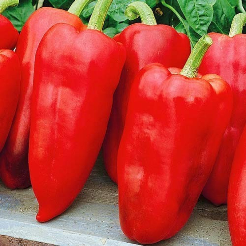 Pepper Red Giant 20 seeds