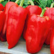 Pepper Red Giant 20 seeds
