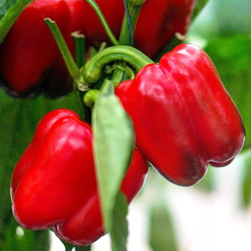 Pepper Red Giant 20 seeds