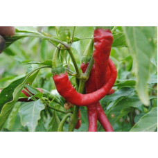 Claw pepper seeds (hot) 20 seeds