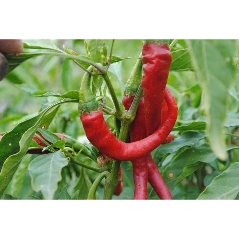 Claw pepper seeds (hot) 20 seeds