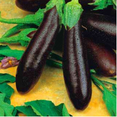 Eggplant seeds "from Lazarev" Alekseevsky 30-50 seeds