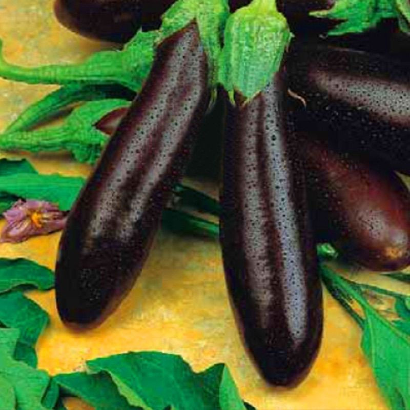 Eggplant seeds "from Lazarev" Alekseevsky 30-50 seeds
