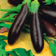 Eggplant seeds "from Lazarev" Alekseevsky 30-50 seeds