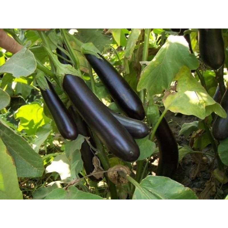 Eggplant seeds "from Lazarev" Alekseevsky 30-50 seeds